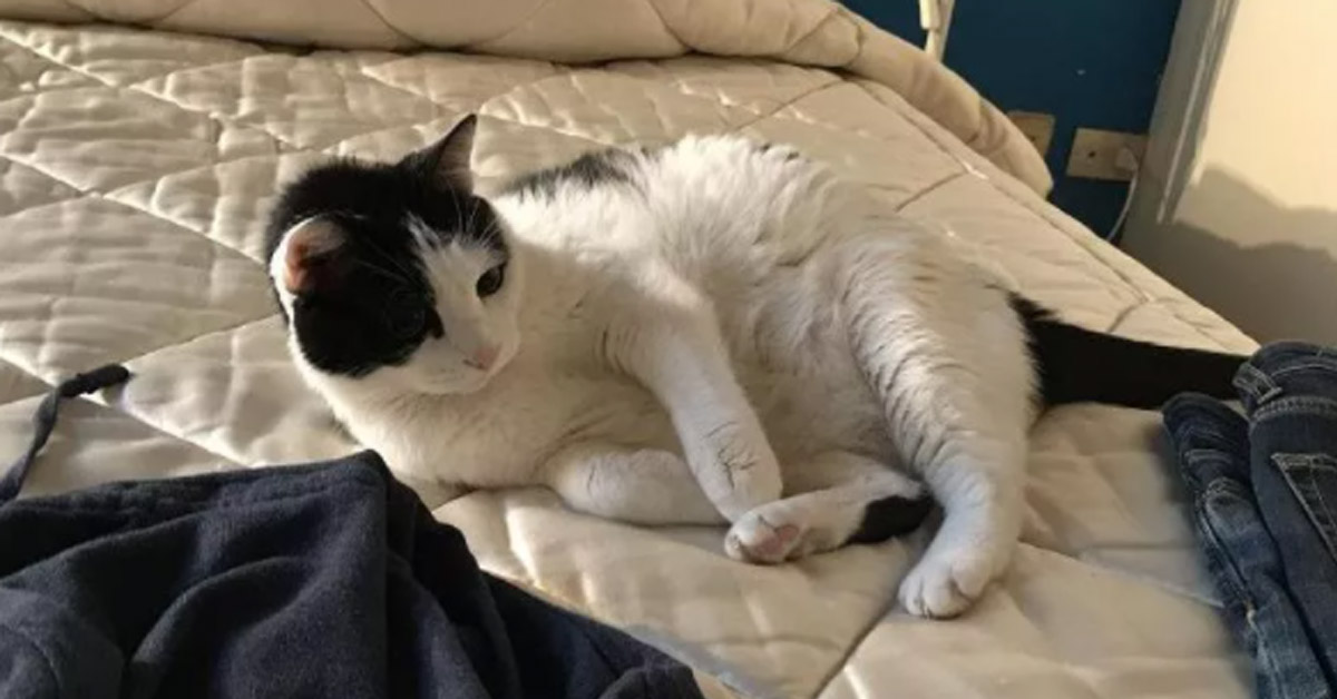 Il lieto fine di Titti, la gattina smarrita all’Elba che è sopravvissuta 35 giorni in una grotta