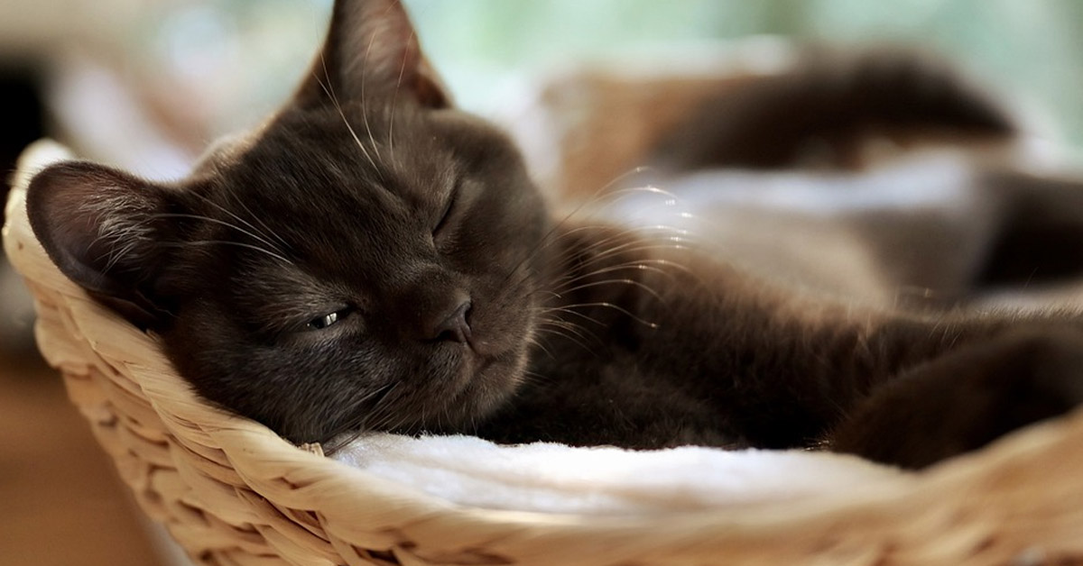 Gattino che dorme in una cuccia