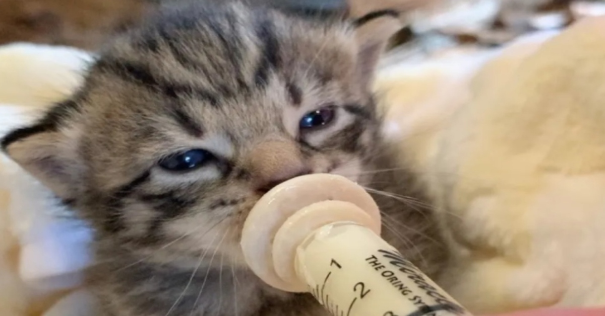 gattina beve il latte