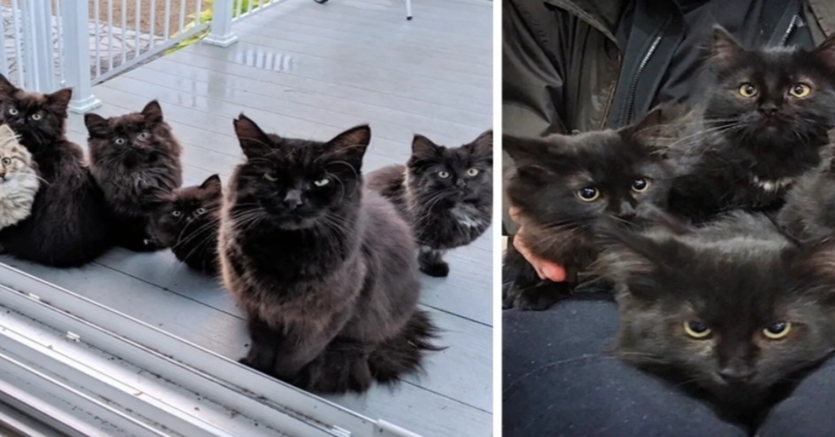 Il salvataggio di mamma gatta e dei sei cinque gattini indifesi