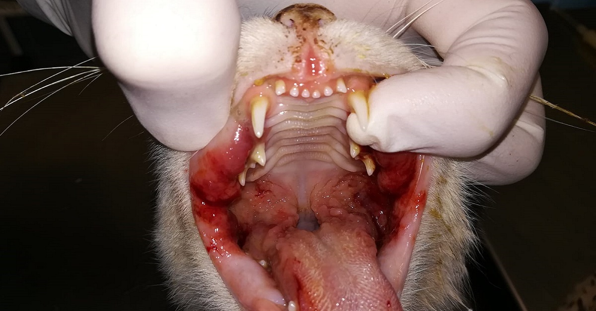lingua infiammata gatto