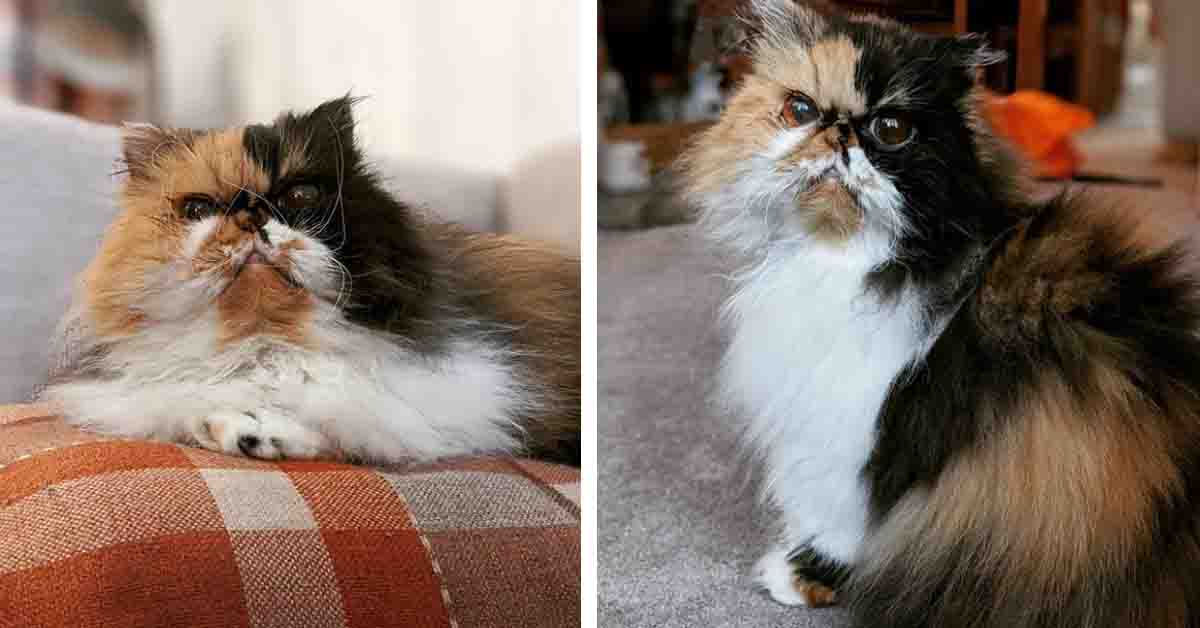 Jessie, la gattina cieca che dopo il dolore ha conosciuto l’amore (video)