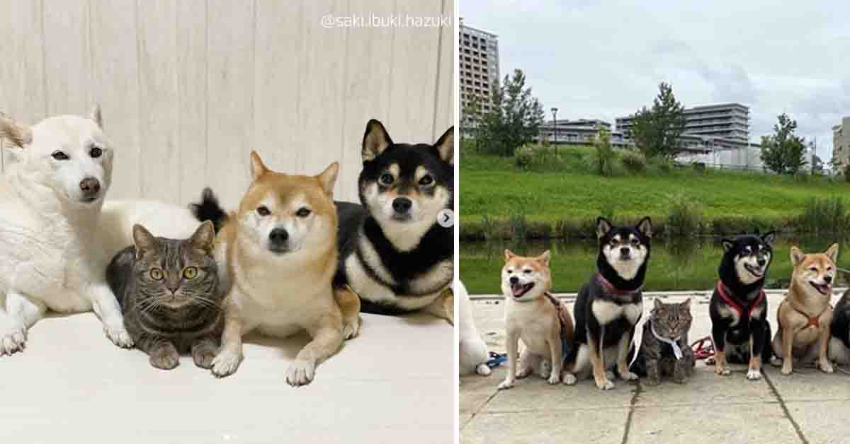 Kiki, il gattino che si sente un cane e si comporta come i suoi “fratelli” Shiba Inu (video)