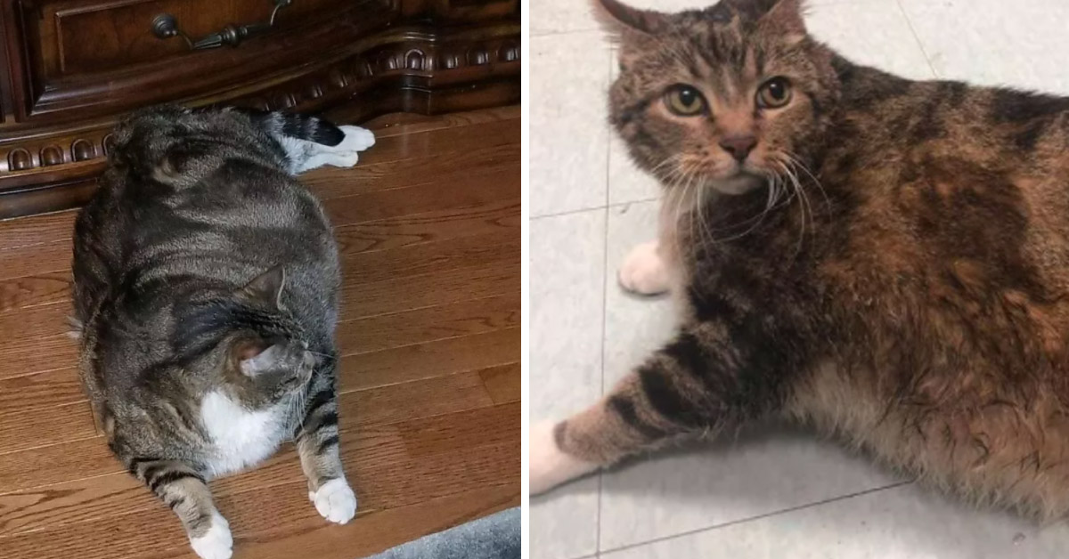 La nuova vita di Lasagna, il gattino che pesa 13 Kg per mancanza di attenzioni che oggi ha una nuova famiglia