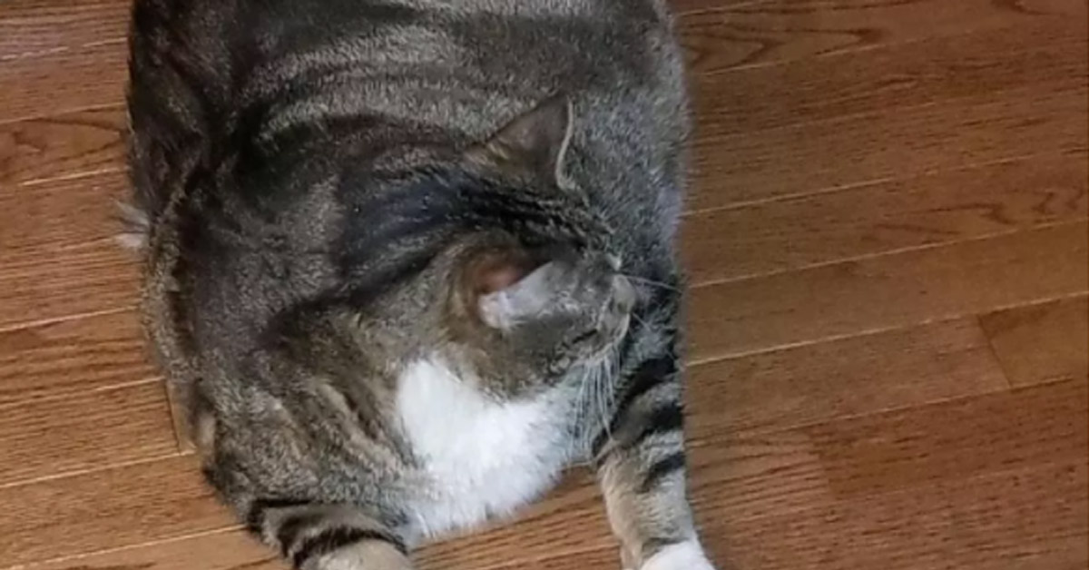 Gattino obeso