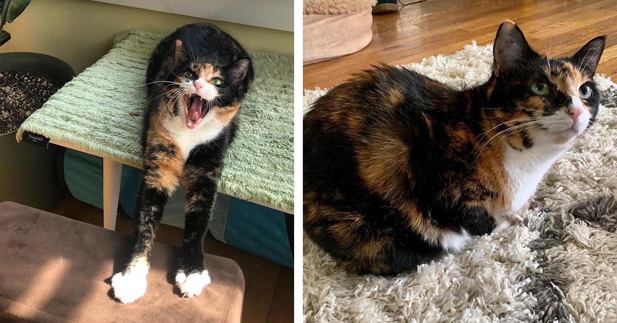 La rinascita di Polly, la gattina senza zampe posteriori che ha conosciuto la felicità (video)