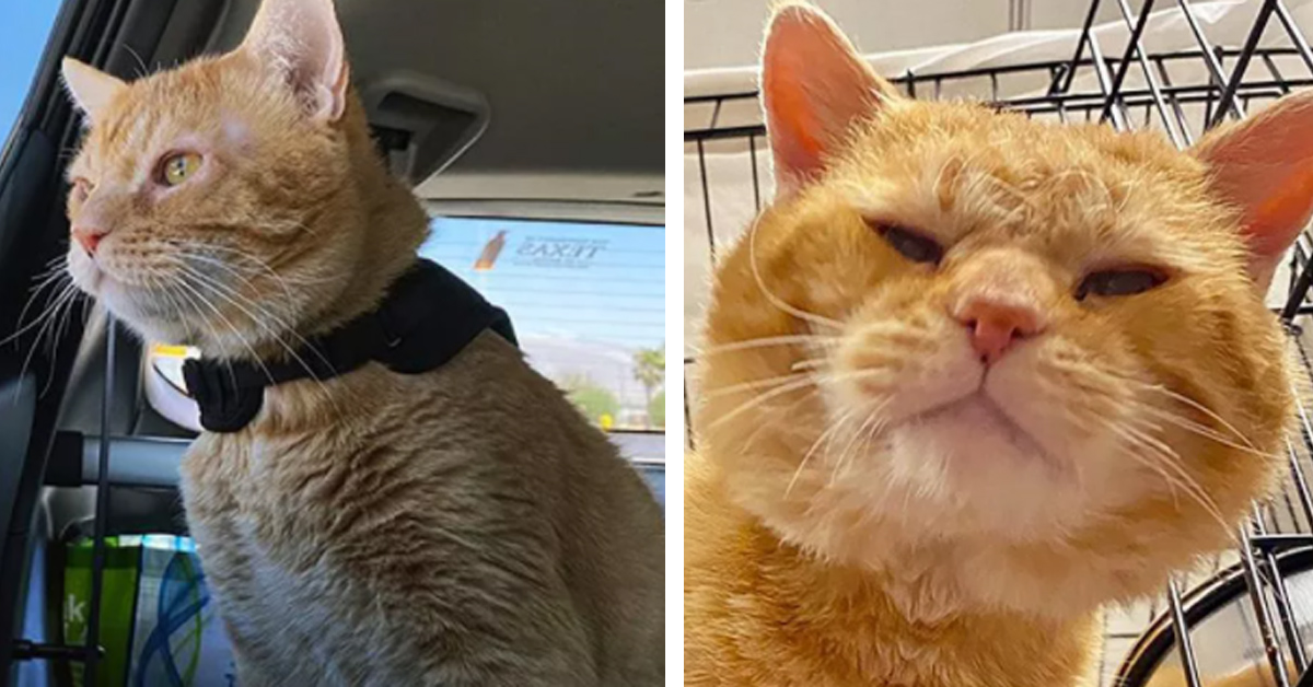 La rivincita di Steak, il gattino randagio che dopo 2000 Km  e un lockdown ha trovato la felicità