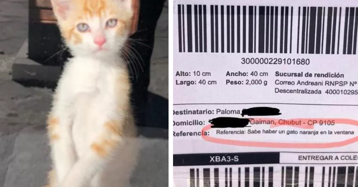 La storia del gattino che aiuta la sua proprietaria a ricevere la posta