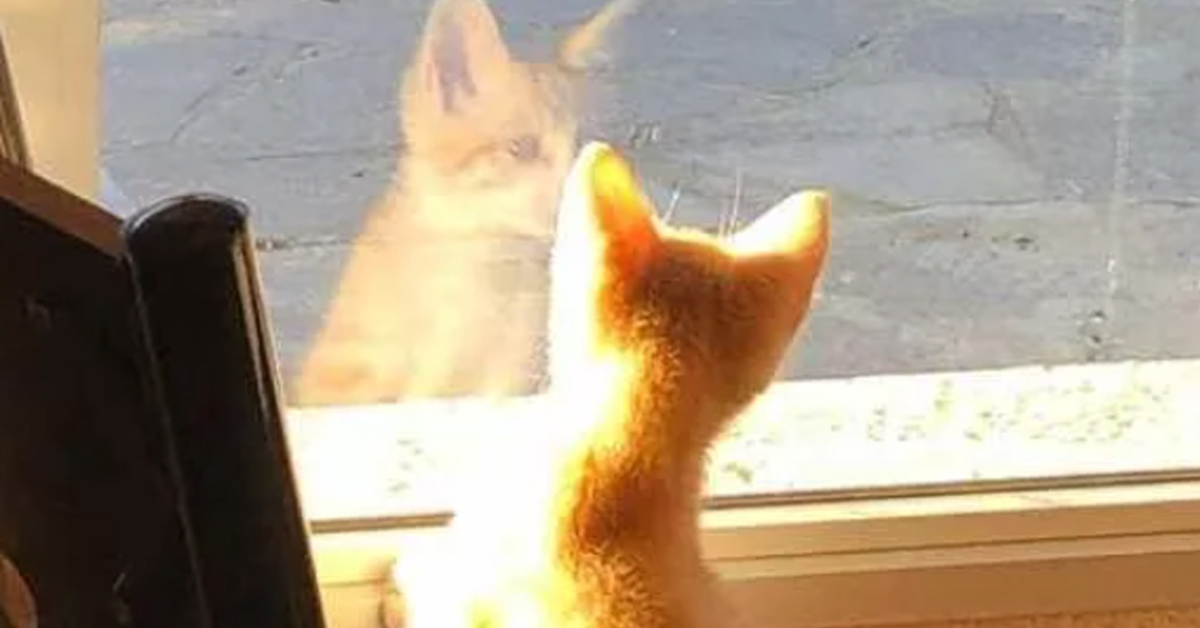 Gattino dietro ad un vetro