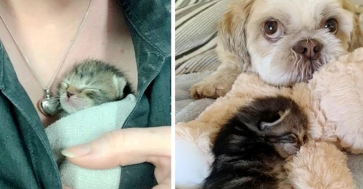 La storia di Peggy, una gattina con 3 zampe e della sua incredibile voglia di vivere