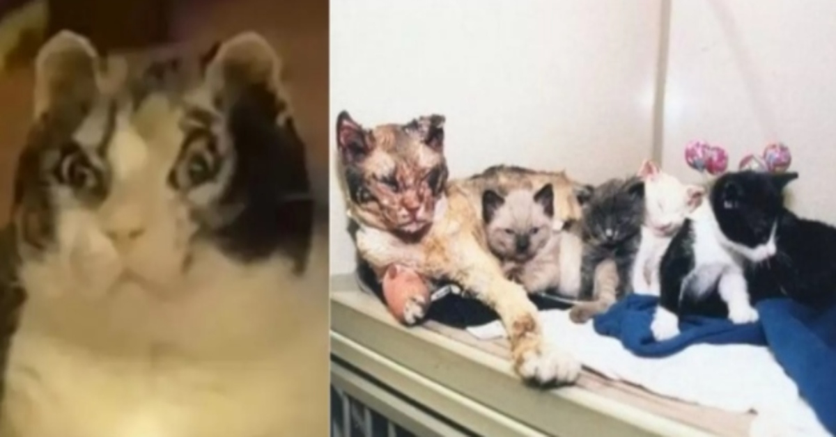 La storia di Scarlett, la gattina che salvato i suoi cuccioli da un incendio