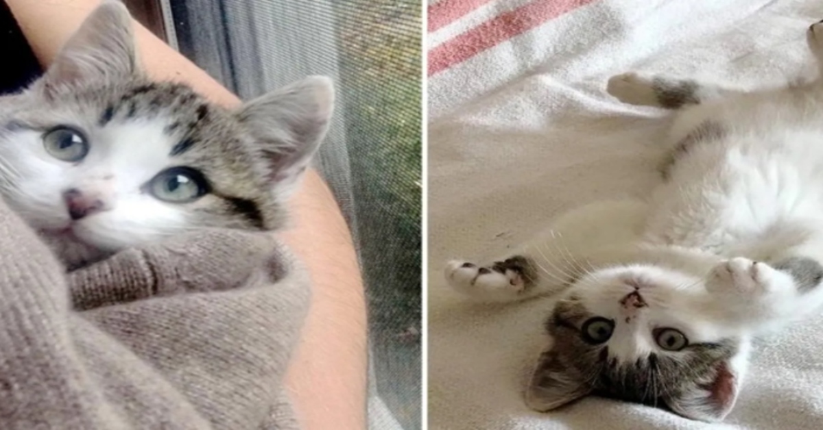 La storia di un gattino di nome Jules trovato con i suoi fratelli in una casa inabitata