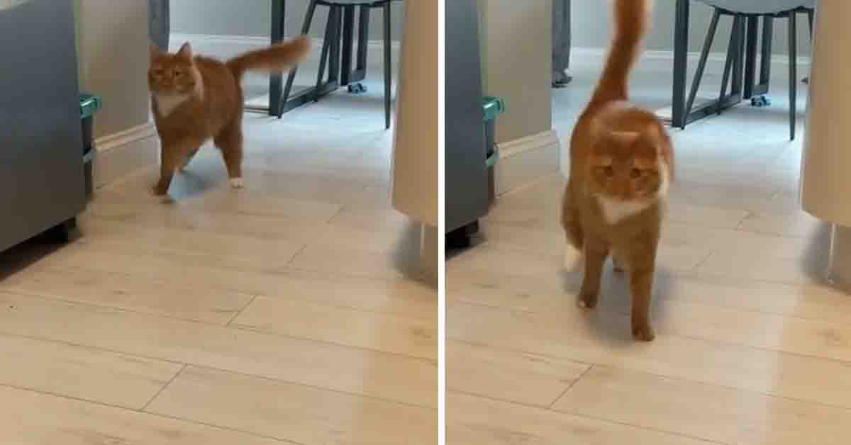 La strana camminata del gattino Pablo che sta facendo impazzire il web (video)