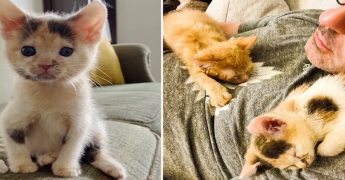 L’adozione di Jessie e James due gattini che non potevano essere separati