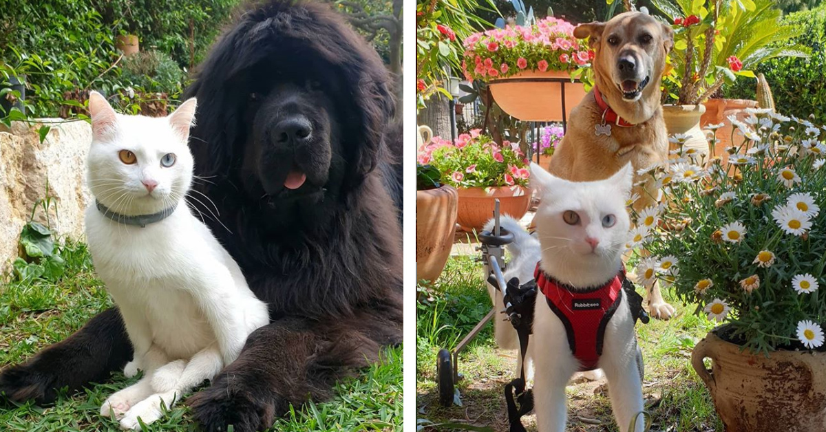 Lumos, il gattino disabile con il carrellino che è il migliore amico dei cani (video)