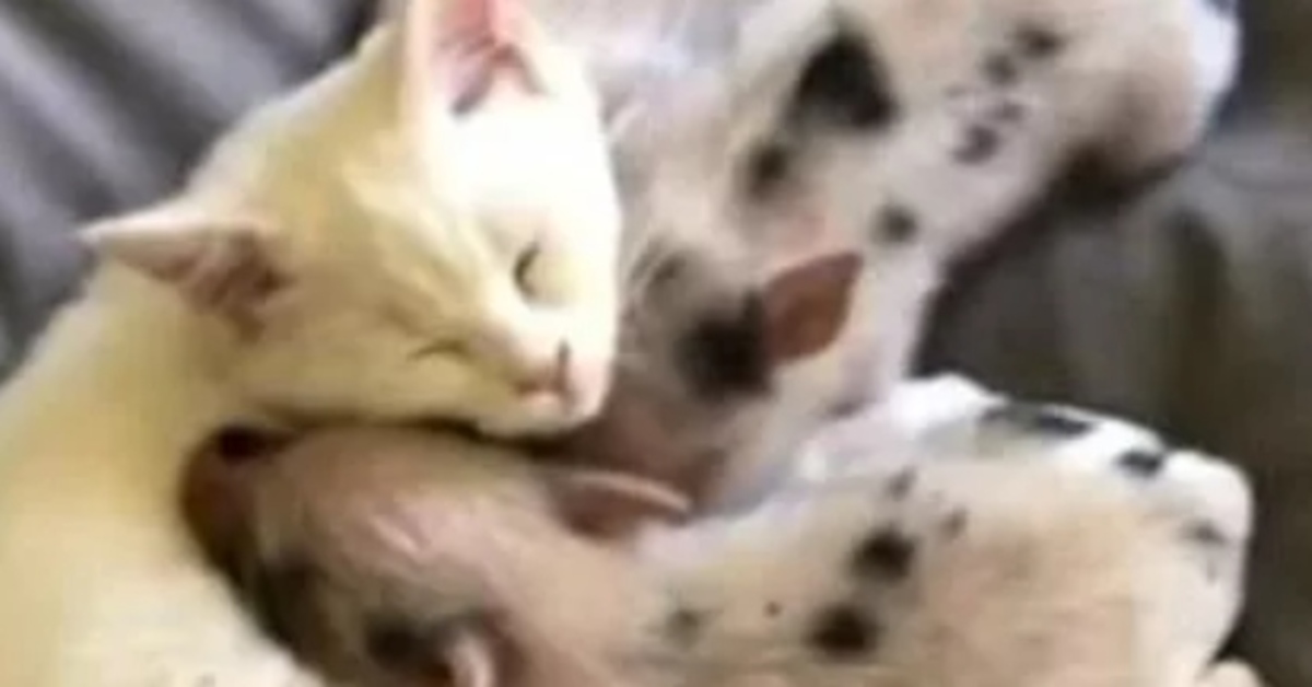Mac, la gattina che ha adottato 4 maialini