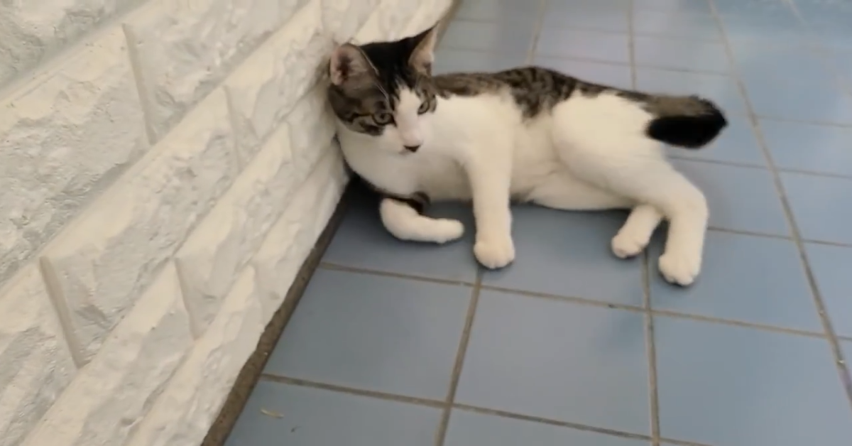 Il gatto Mackerel vuole parlare e vuole le coccole della padrona (VIDEO)