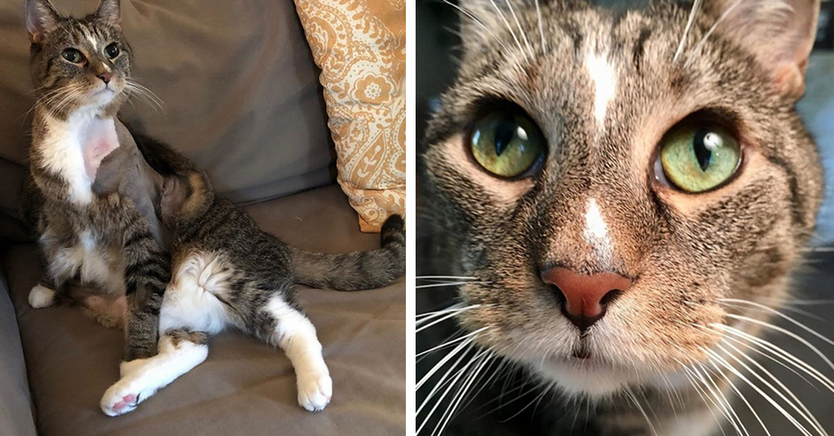 Marlin, il gattino che tutti davano per spacciato e che alla fine ha vissuto la sua vita felice (video)