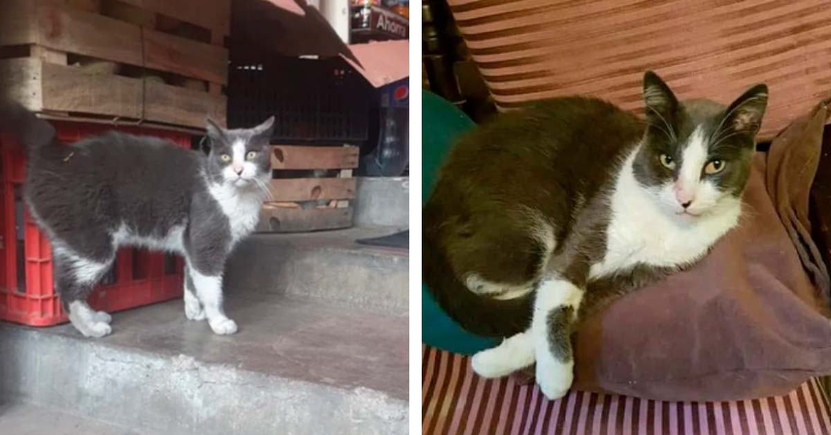 Mayo (o Pancho), il gattino con la doppia vita, due famiglie e due nomi