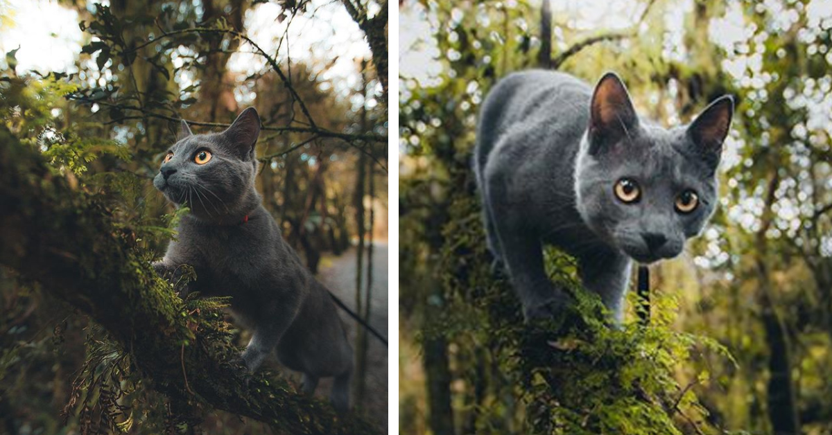 Nugget, il gattino escursionista che ama le avventure (video)