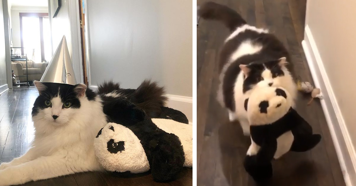 Panda, il gattino che non si separa mai da un peluche così simile a lui (video)