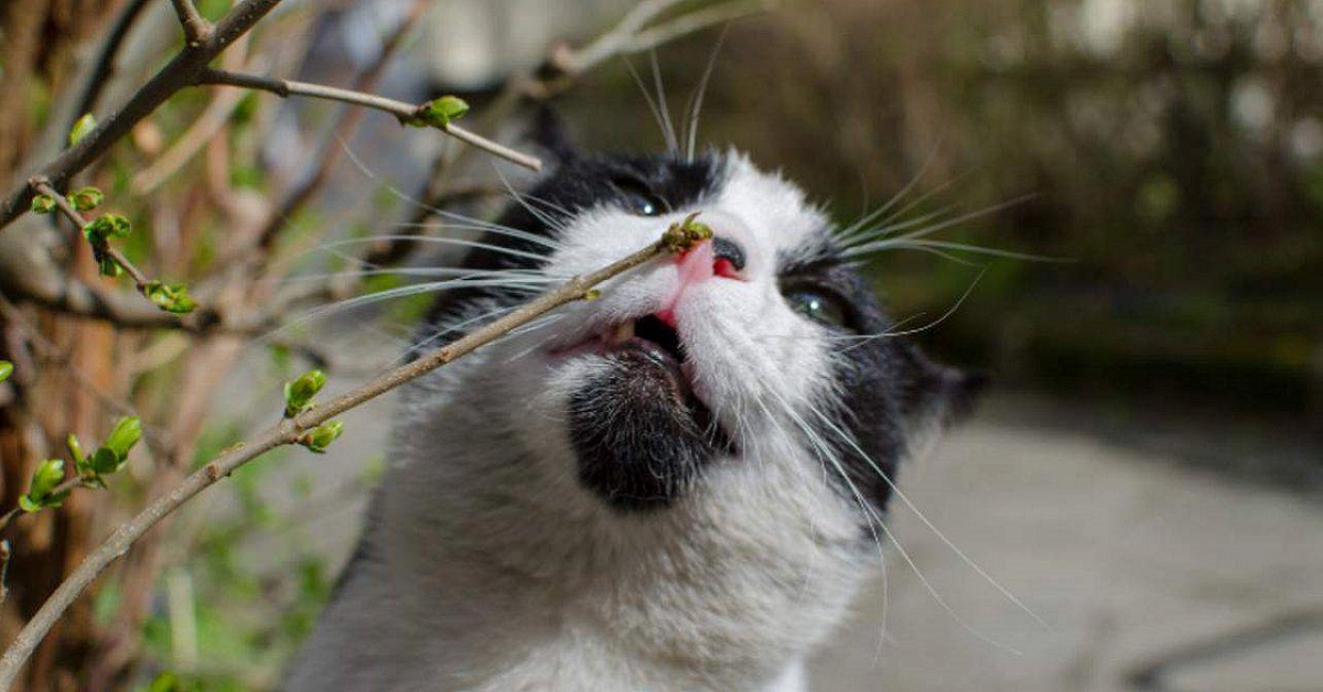 gatto odora le piante