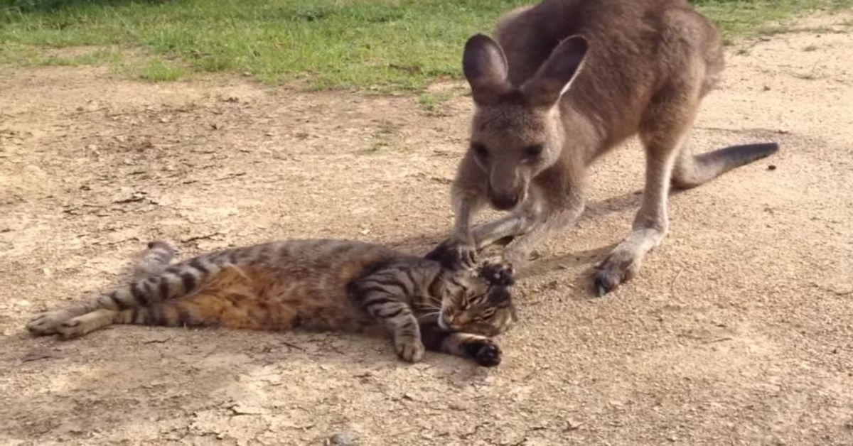 canguro Hop si scusa con il gatto