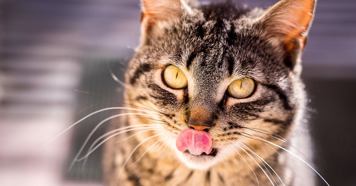 Quali sapori sente il gatto? Ecco tutti quelli che percepisce