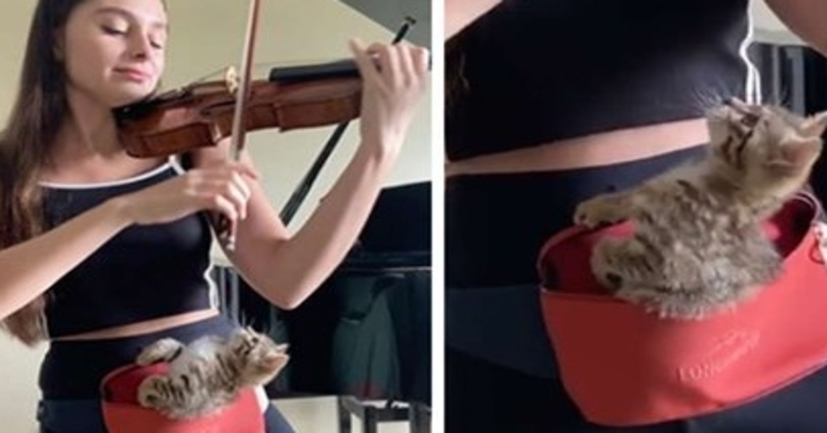 Rèmila, la gattina che adora ascoltare la sua “mamma” suonare il violino (VIDEO)