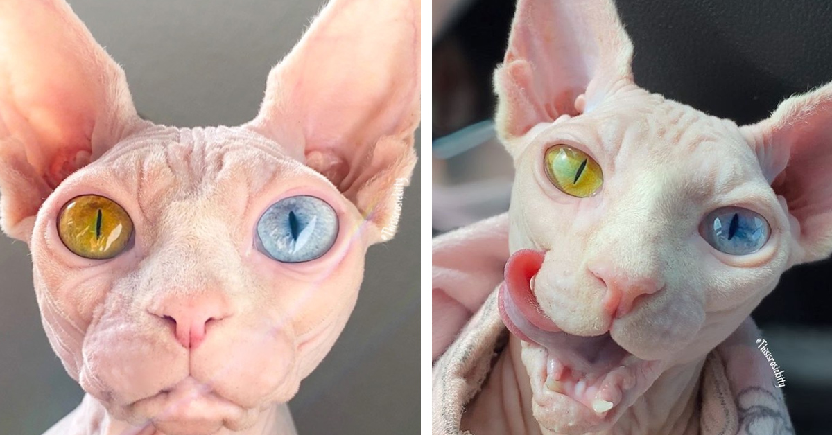 Rosie, la gattina Sphynx che fa impazzire tutti per i suoi occhi di colore diverso (video)