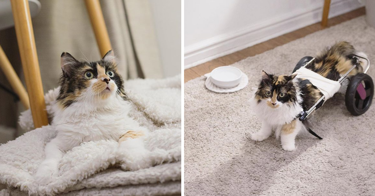 Sally, la gattina paralizzata che ha conosciuto l’amore grazie al suo angelo custode (video)