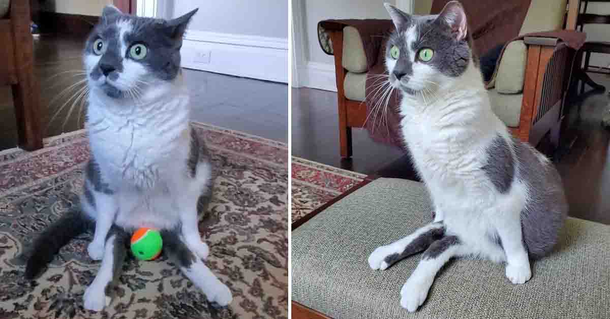 Scooter, il gattino con le zampe posteriori paralizzate che ora conduce una vita felice (video)
