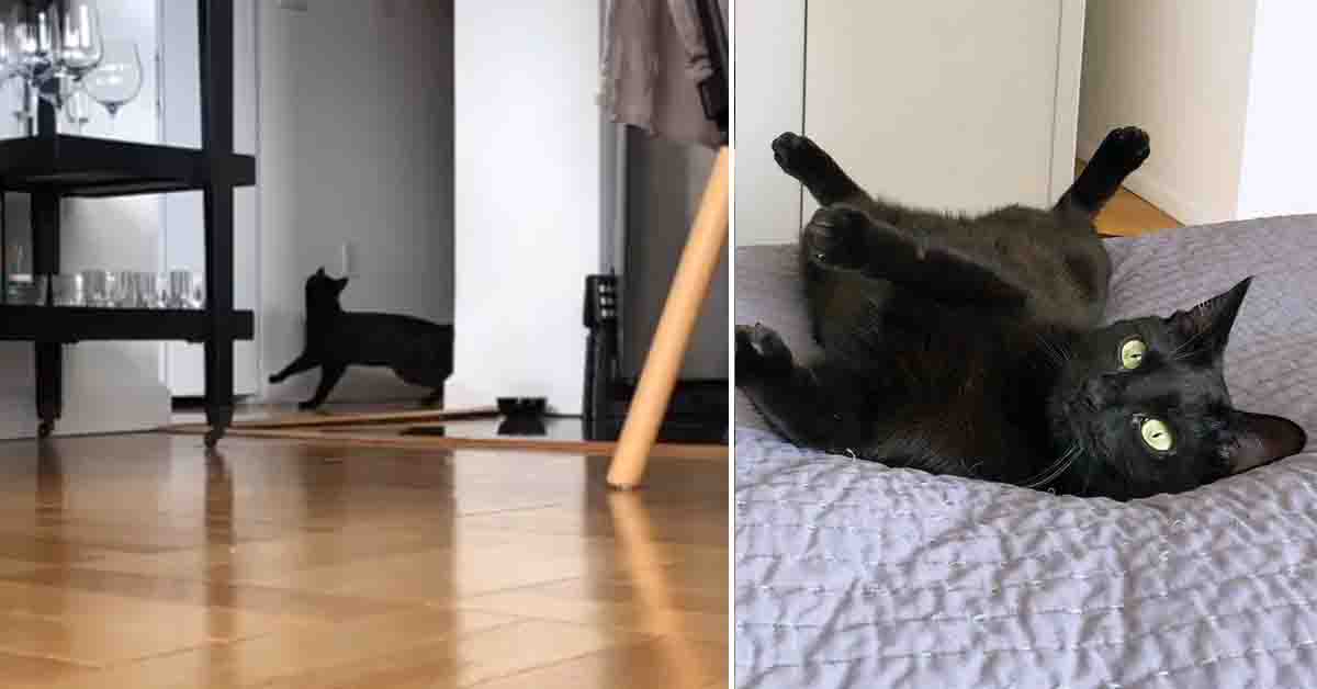 Silly, il gattino che si muove come un ninja e che fa impazzire il web (video)