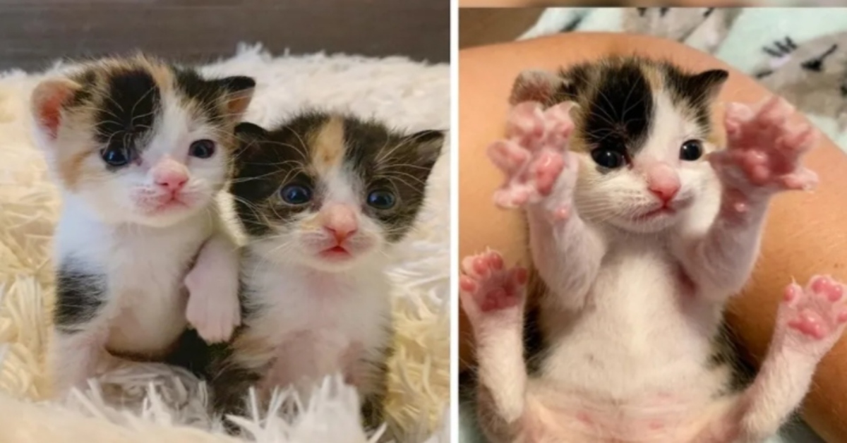 Soleil e Luna le due gattine salvate insieme ora sognano la stessa famiglia