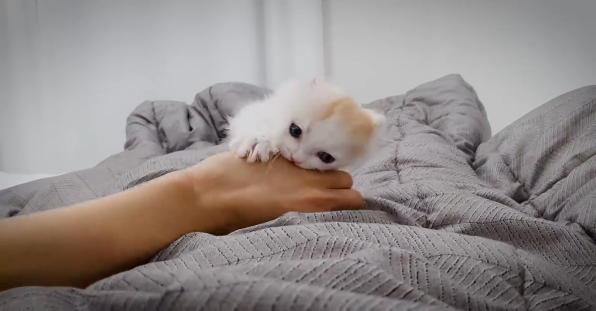 Soni il gattino mordeva quando era un cucciolo (VIDEO)