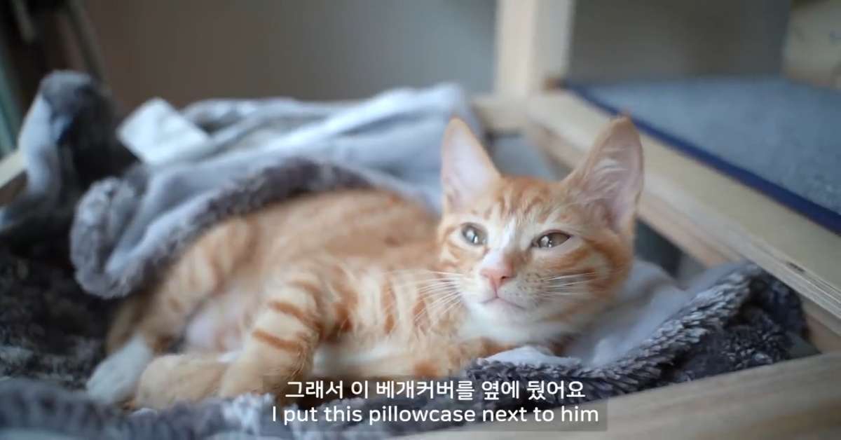 Tan si addormenta serenamente con la sua copertina (VIDEO)