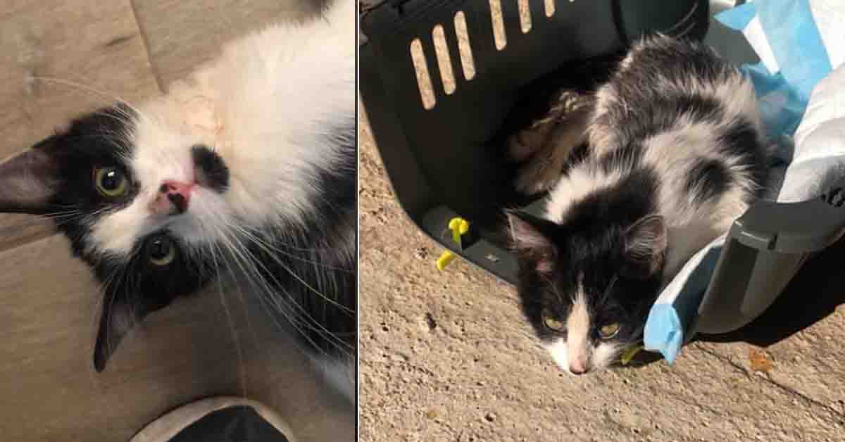 Takao, il gattino di appena 3 mesi che dopo il dolore sta cercando di essere felice (video)