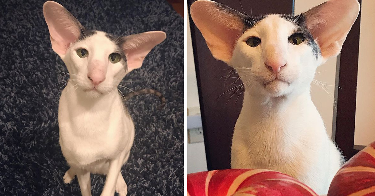 Teddy, il gattino con le orecchie enormi che fa impazzire il web per la sua somiglianza con Dobby (video)