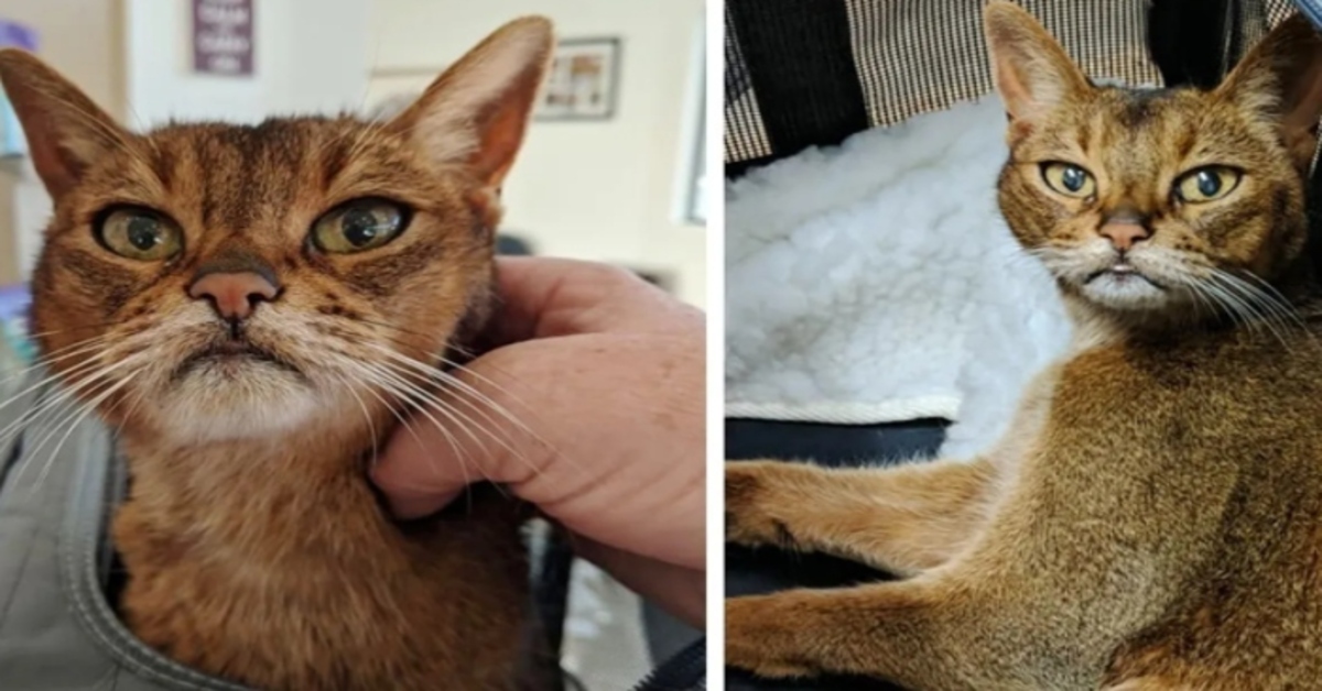 Trixie, la gattina di 15 anni che ha chiesto aiuto alla sua vicina