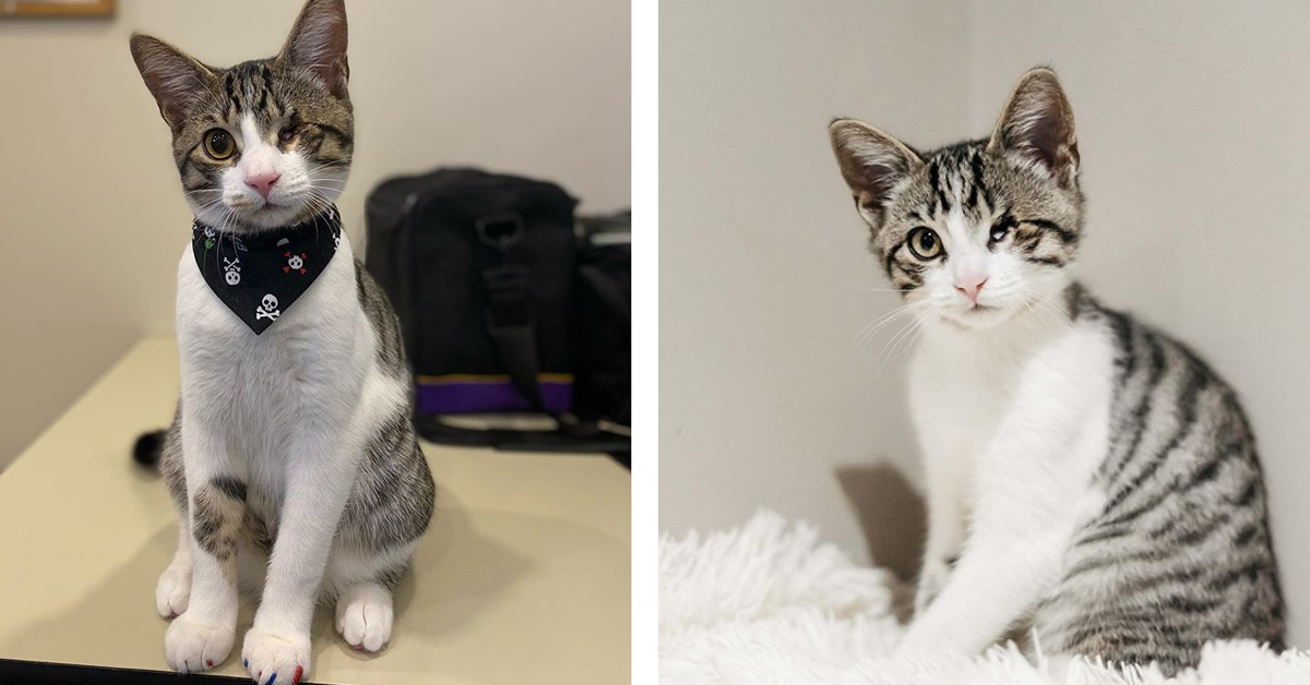Uno, il gattino senza un occhio che dopo il dolore ha conosciuto l’amore (video)