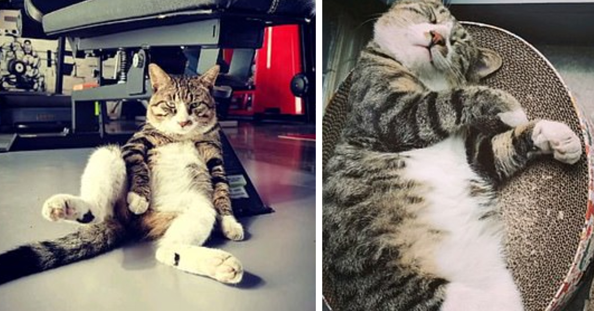 Xiao Hu, il gattino adottato da una palestra che è tutto fuorché un malato di fitness