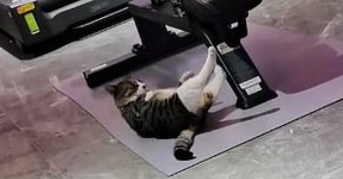 Gatto in palestra