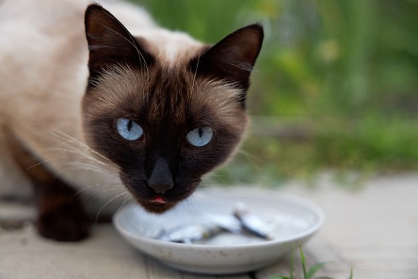 gatto mangia un pesciolino