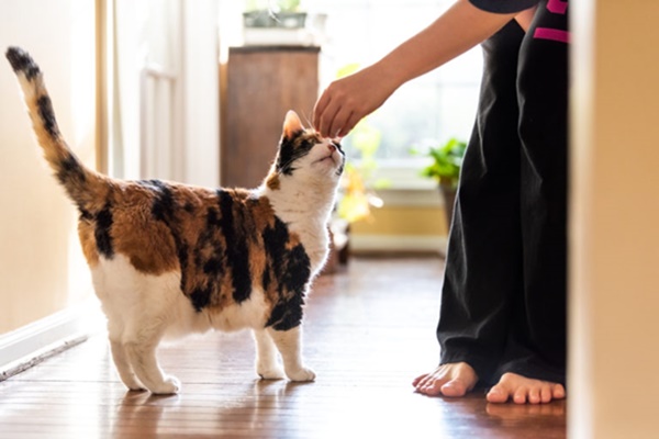 rinforzo positivo con il gatto