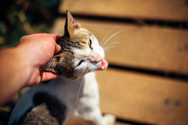 gatto che miagola