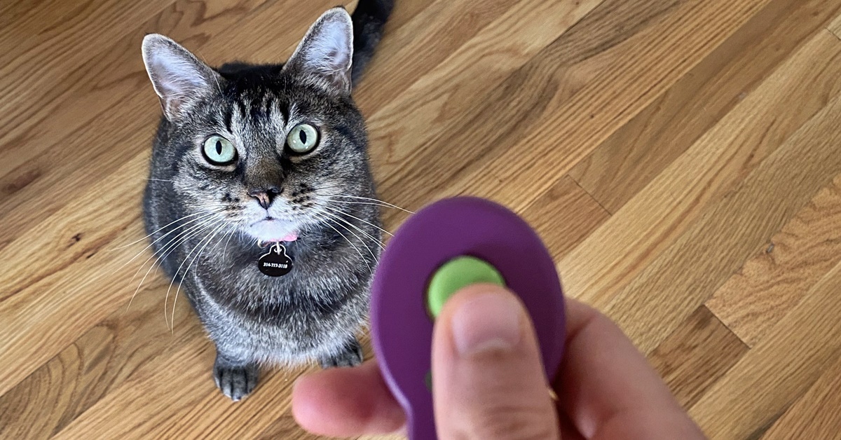 Addestrare il gatto con il clicker: come farlo alla perfezione