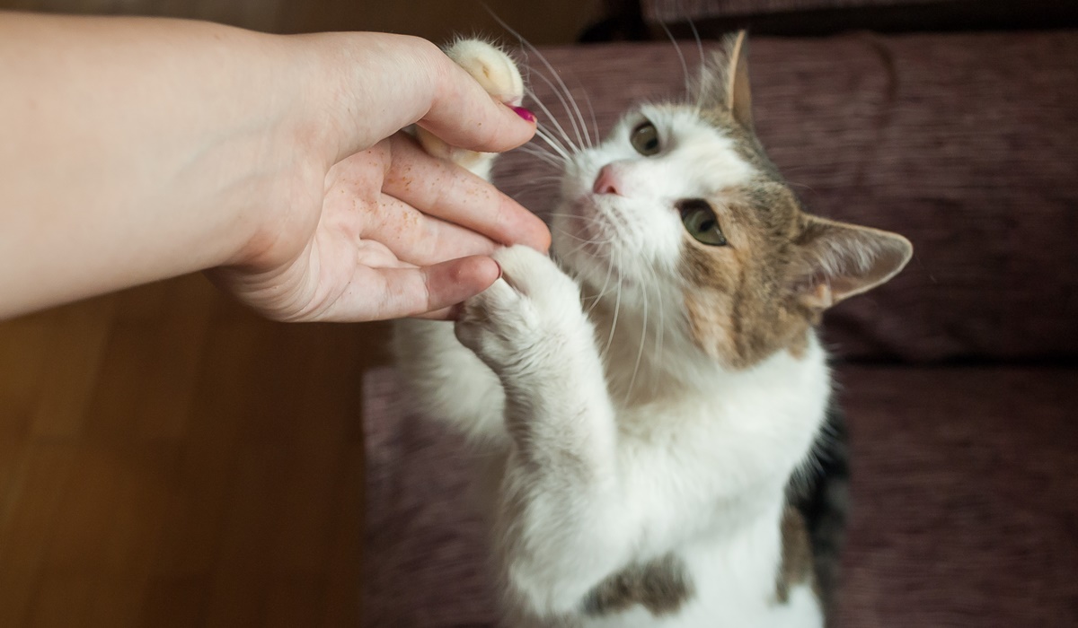 dare uno snack al micio