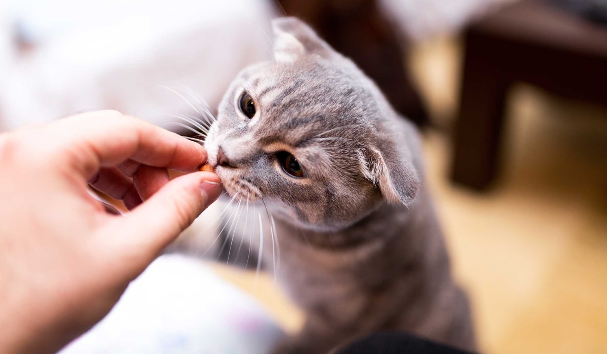 gatto che mangia uno snack