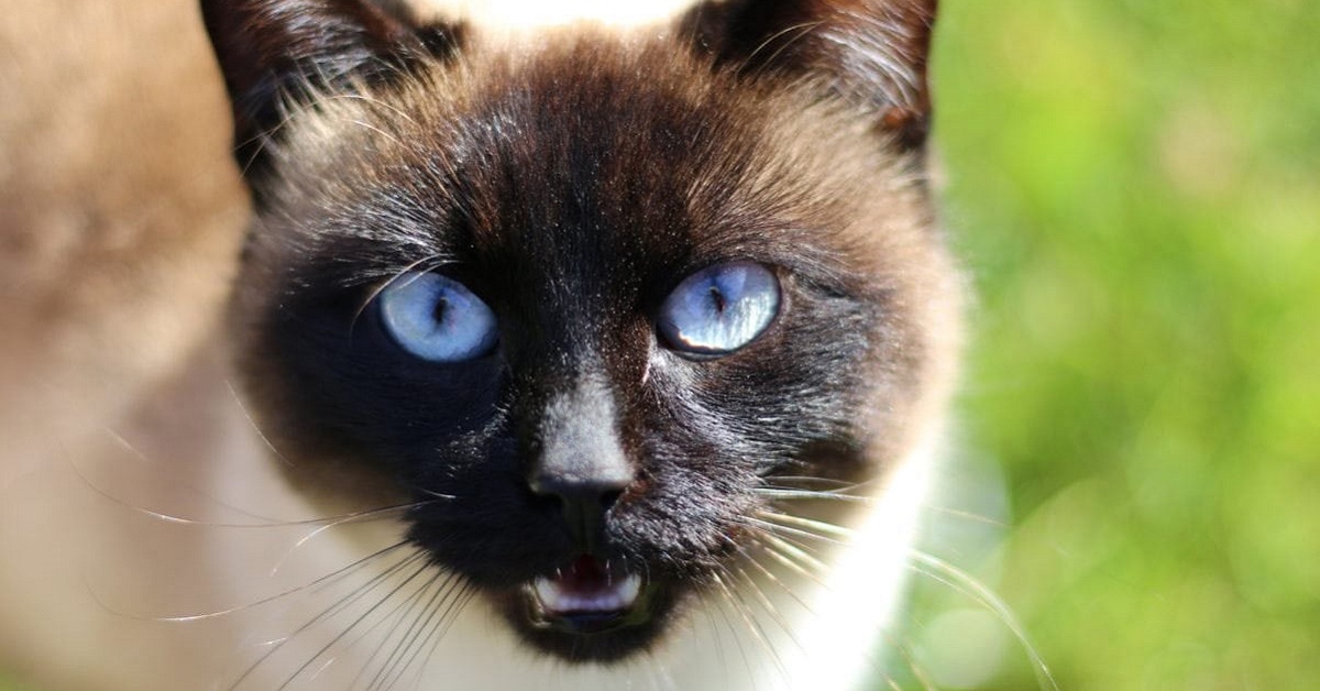 gatto in posizione di attacco