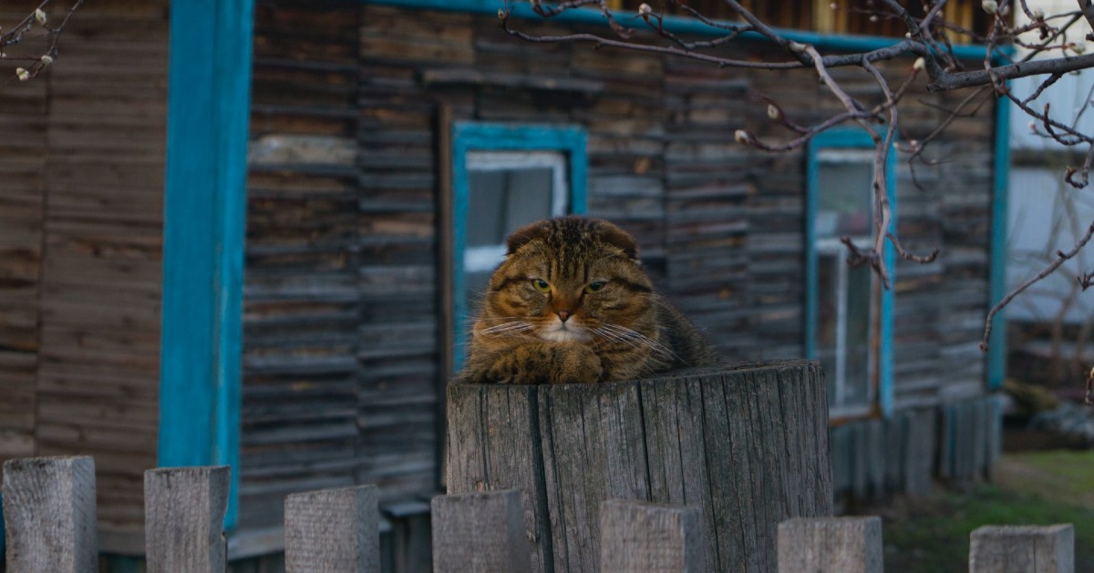 come capire se il gattino è arrabbiato